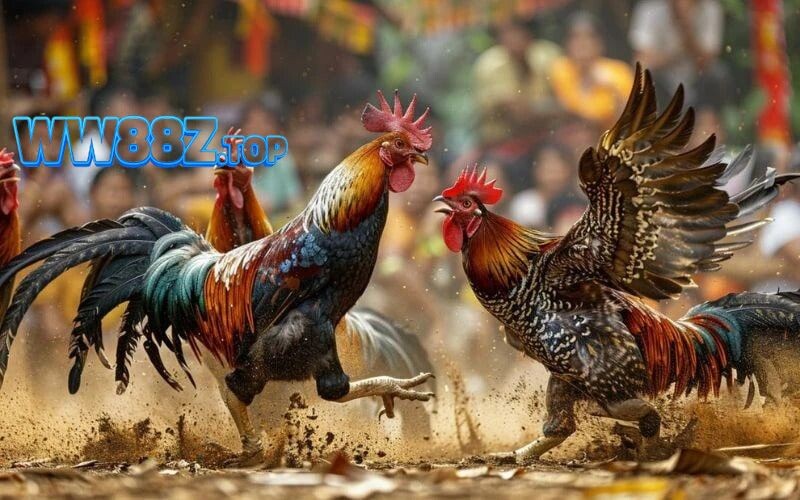 Hình ảnh đá gà sắc nét, trực tiếp từ sới gà quốc tế