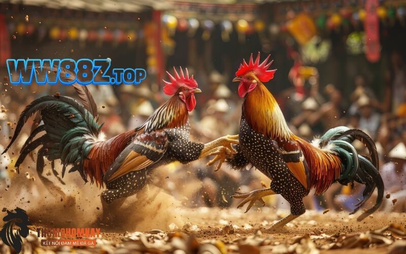 Các loại hình đá gà hấp dẫn nhất tại daga67 không thể bỏ lỡ