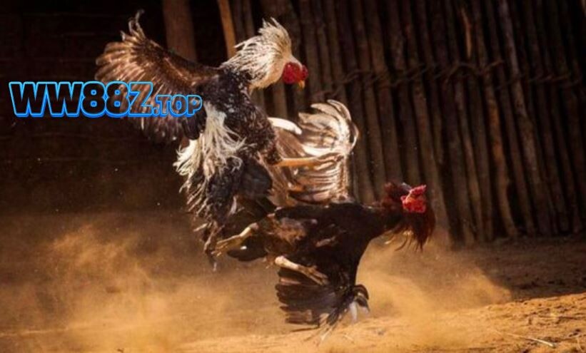 Hình thức đá gà cựa sắt hấp dẫn tại Đá gà 88