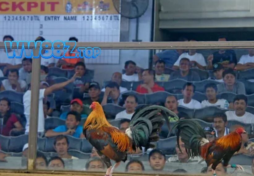 Kinh nghiệm đặt cược tại Daga88 bạn nên biết