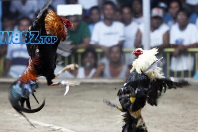 Mẹo chơi đá gà cựa dao trực tiếp hôm nay cho anh em đá gà 