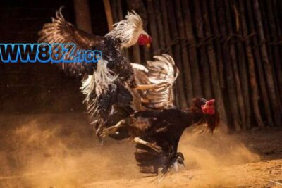 Đá gà S128 – Địa điểm đá gà online uy tín, chất lượng top 1