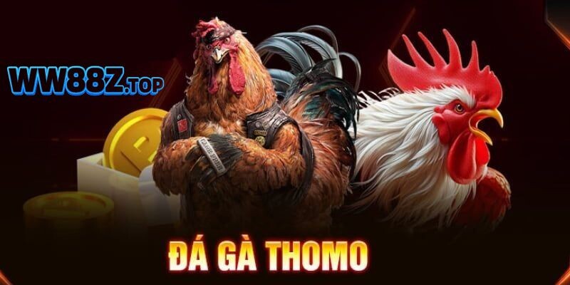 Đá gà Thomo là gì?