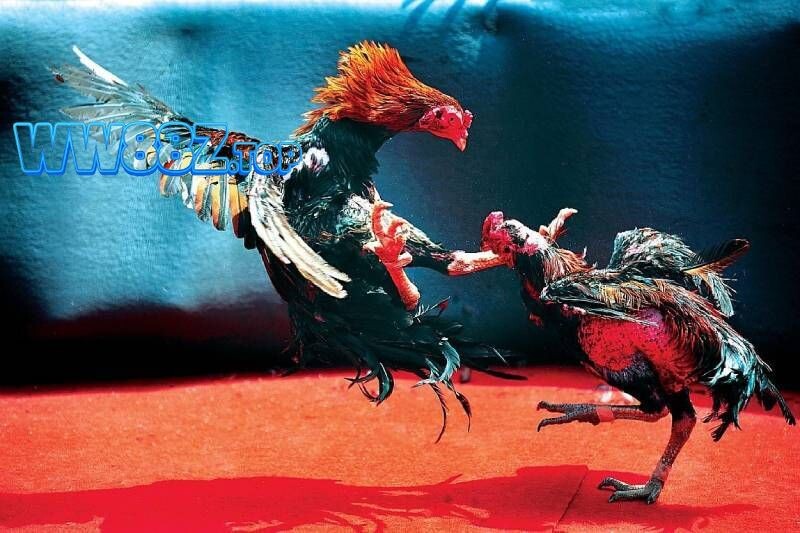 Một số lưu ý khi xem đá gà Thomo trực tiếp