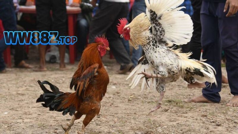 Các hình thức đá gà Thomo 67