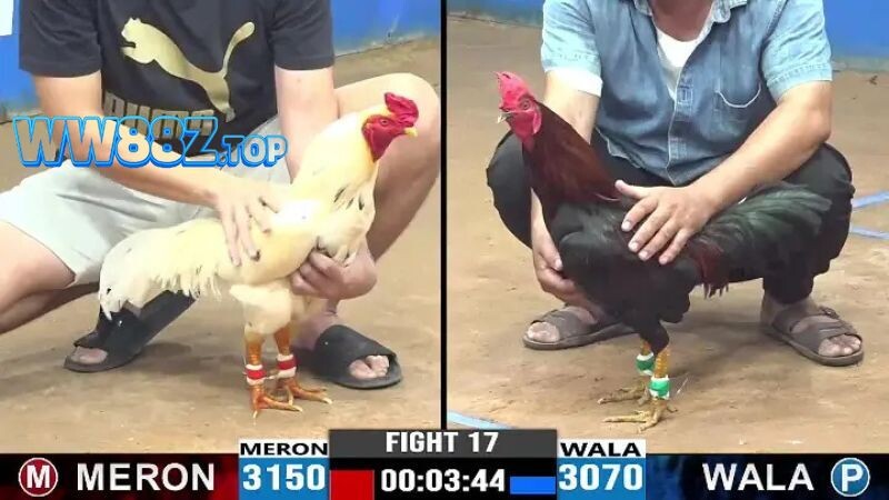 Ưu điểm khi xem đá gà trực tiếp tại nhà cái WW88
