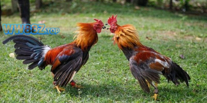 Bỏ túi những bí kíp cược hay thắng lớn khi tham gia đá gà tại WW88
