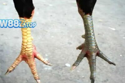 Vảy gà chọi độc – Bí kíp nhận diện thần kê đá sát đối thủ