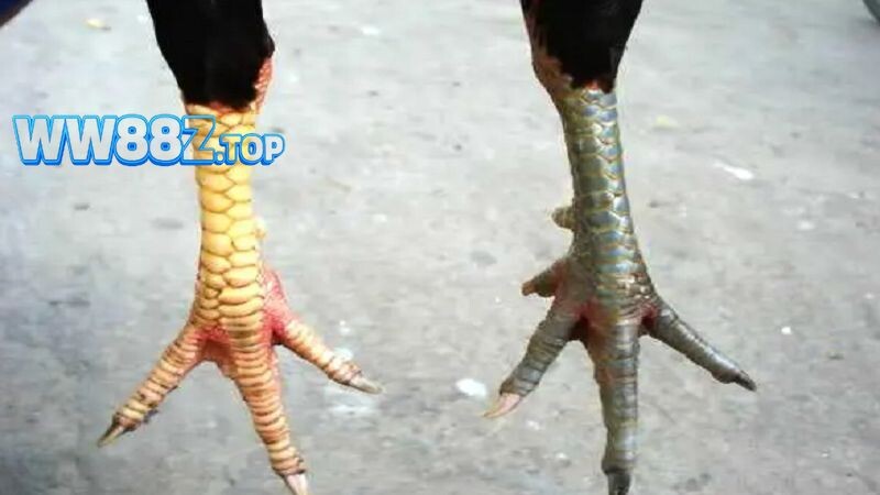 Những loại gà chọi có vảy cực độc phổ biến hiện nay 
