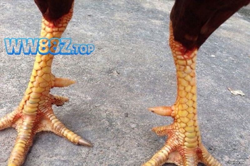 Cách để chọn những chú gà có vảy cực độc cực chiến chuẩn xác 