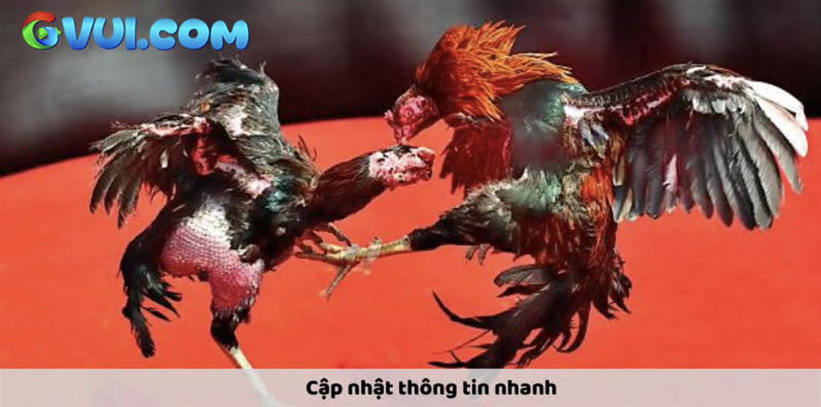 Bắt đầu chọn trận đấu và xem cược