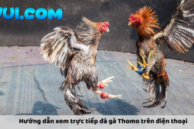 Xem Trực Tiếp Đá Gà Thomo Trên Điện Thoại: Chỉ Dẫn Chi Tiết