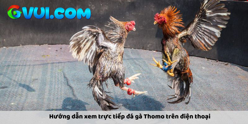 Những lợi ích khi xem trực tiếp đá gà Thomo trên điện thoại với GVUI.COM